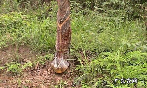 松树油干了怎么能洗掉,车窗松油怎么洗掉妙招