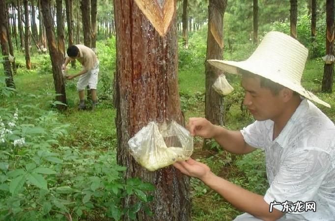 松树油干了怎么能洗掉,车窗松油怎么洗掉妙招