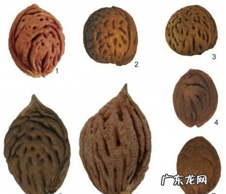 桃核是什么垃圾分类,桃核是什么垃圾