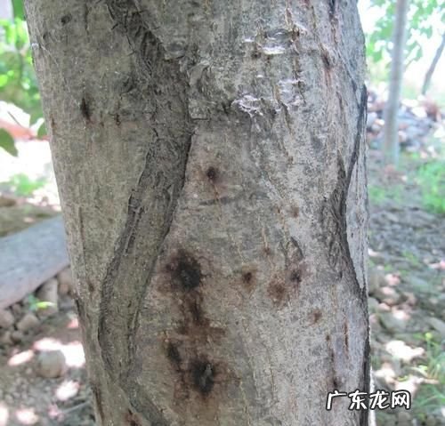 害子是什么,网红御儿的真名是什么