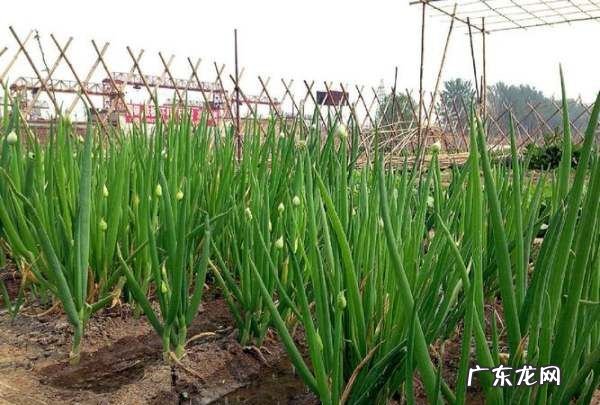 小香葱是分葱吗?,分葱和香葱的区别是什么