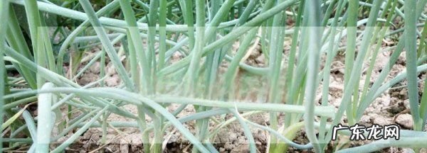 小香葱是分葱吗?,分葱和香葱的区别是什么