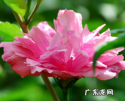 木菊花对人有何害处,养木菊花对身体是否有害