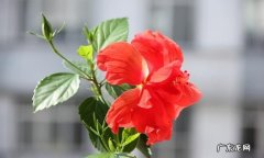 木菊花对人有何害处,养木菊花对身体是否有害