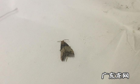 家里小飞蛾多是什么原因,家里突然很多小飞蛾子是什么原因