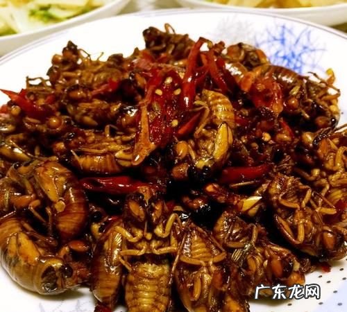 冻过的金蝉怎么做好吃,炸冻金蝉的正确做法