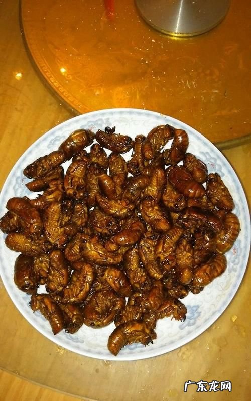 冻过的金蝉怎么做好吃,炸冻金蝉的正确做法
