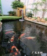 锦鲤吸水什么意思,锦鲤吸水什么意思