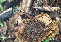 野生蜂蜜怎么处理才能吃,野蜜蜂怎么吃最有效