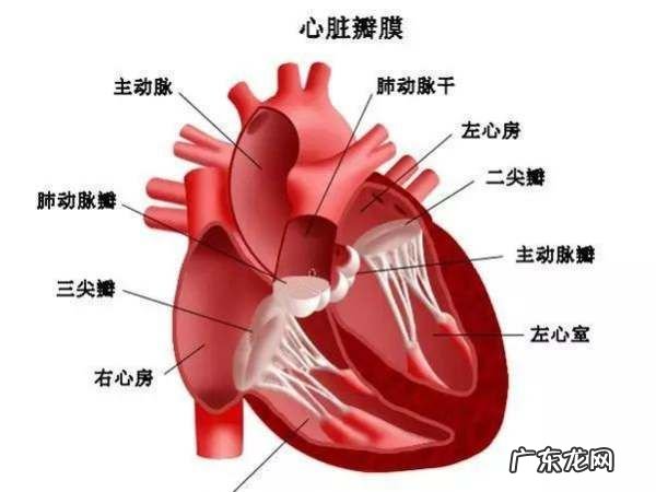 心指数是指什么意思,心指数是指