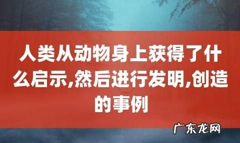 人们在什么动物身上得到了启示发明了什么,人们在什么动物身上得到了启示发明了什么