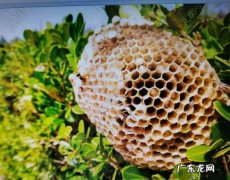 蜜蜂的蜂巢是什么形状组成的,蜜蜂的蜂巢外观是什么形状的