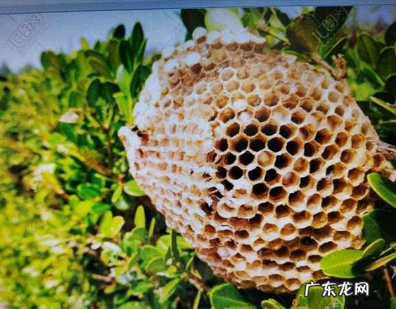 蜜蜂的蜂巢是什么形状组成的,蜜蜂的蜂巢外观是什么形状的