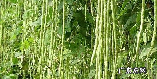 豇豆有毒素,豇豆不熟会中毒多久有症状