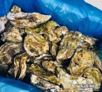 泡沫箱生蚝储存方法,生蚝正确保存方法 怎样正确保存生蚝