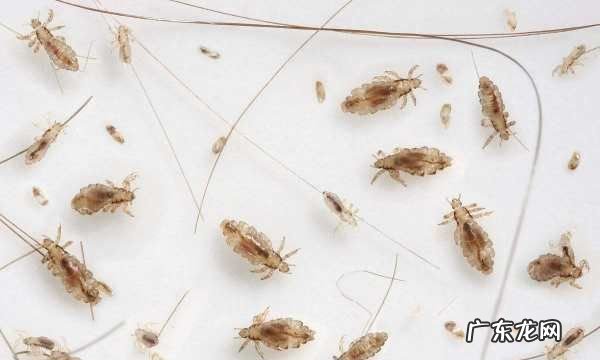 怎么判断床上有没有虱子,怎么判断床上有没有虫子