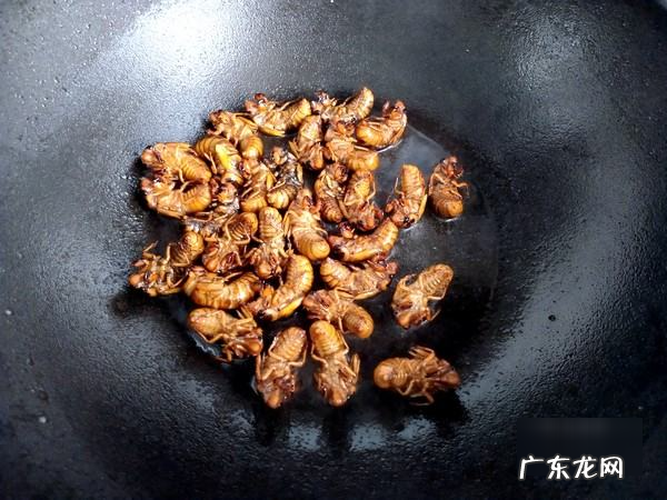 知了猴怎么炸才好吃,知了怎么油炸才好吃