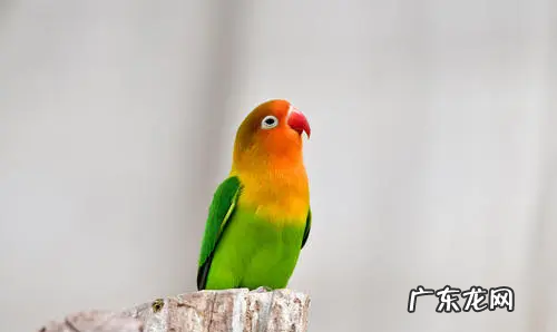会模仿人说话的动物有哪些,鹦鹉是一种鸟类