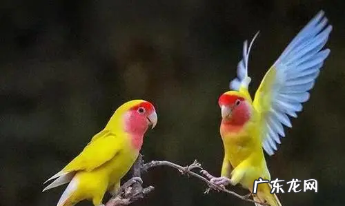 会模仿人说话的动物有哪些,鹦鹉是一种鸟类