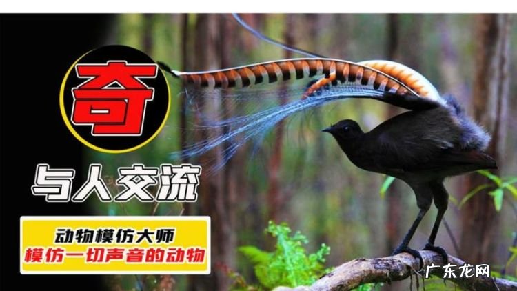 会模仿人说话的动物有哪些,鹦鹉是一种鸟类