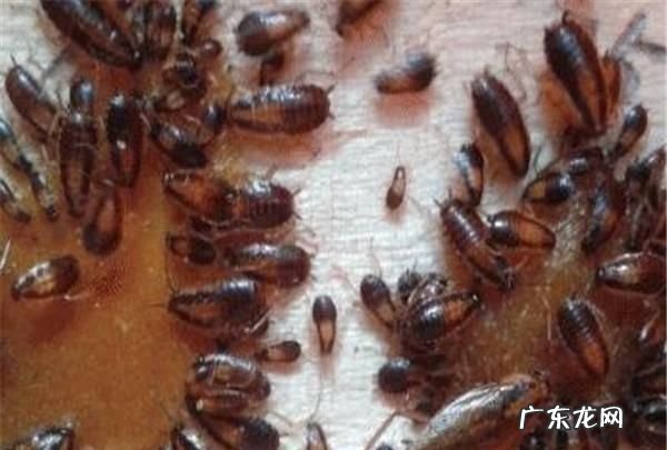 蟑螂都跑冰箱里不怕冷,蟑螂怕冷会不会冻死