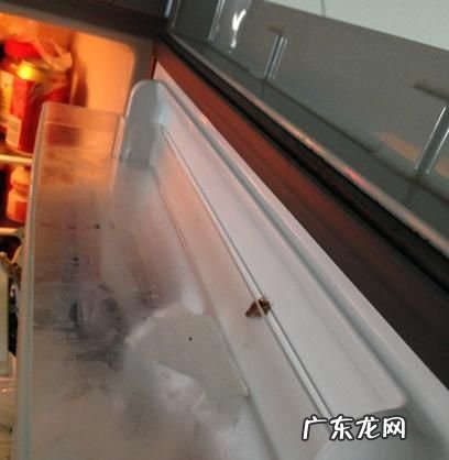 蟑螂都跑冰箱里不怕冷,蟑螂怕冷会不会冻死
