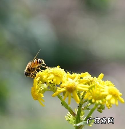d7000怎么拍微距,尼康d7000怎么恢复出厂设置方法