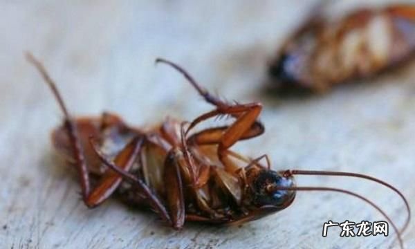 人睡着了蟑螂会咬人,蟑螂会靠近熟睡的人会咬人