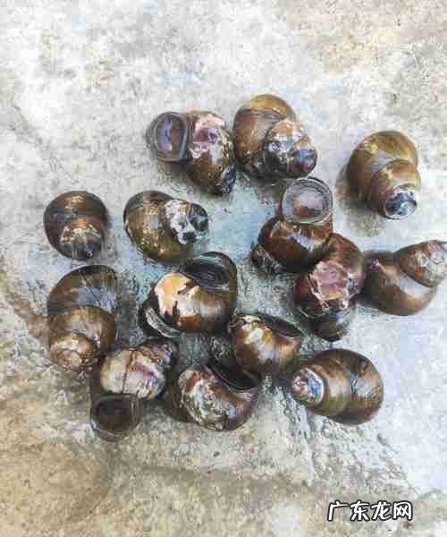 螺蛳壳是腐烂垃圾,螺蛳壳属于什么垃圾分类类别