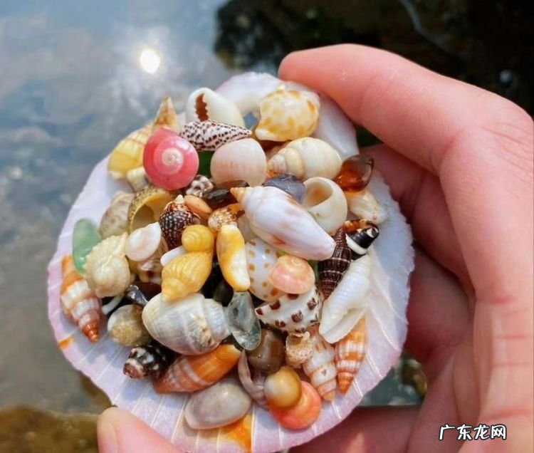 螺蛳壳是腐烂垃圾,螺蛳壳属于什么垃圾分类类别