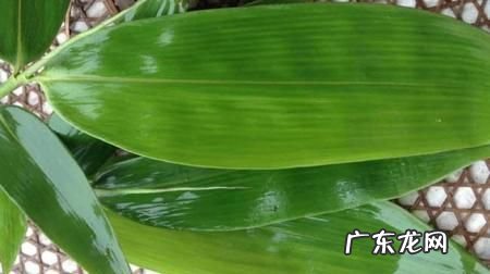 发霉的粽叶怎么去除霉再用,粽叶发霉了怎么处理还可以包粽子