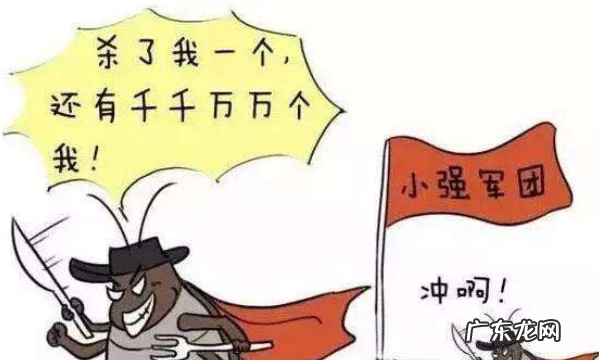 夏天家里有蟑螂是什么原因,夏天蟑螂特别多怎么办