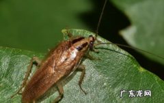 夏天家里有蟑螂是什么原因,夏天蟑螂特别多怎么办
