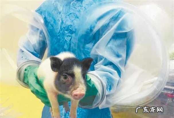 人类培育的第一种无菌动物是,微生物学之父是谁