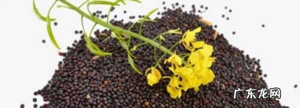 油菜籽发霉怎么处理,油菜籽发霉怎么处理更好