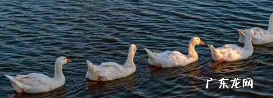 小鹅饮盐水的作用,小鹅可以多喝水