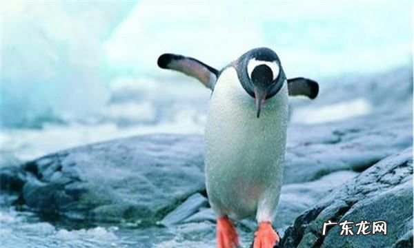 小鹅饮盐水的作用,小鹅可以多喝水