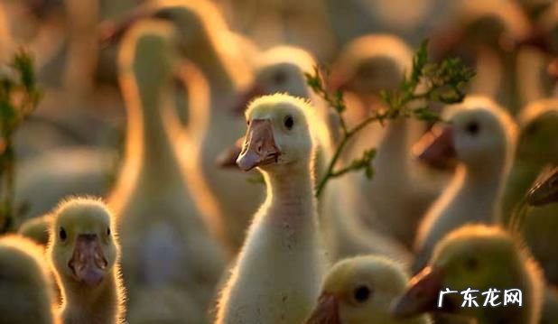 小鹅饮盐水的作用,小鹅可以多喝水