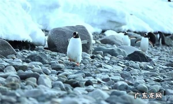 小鹅饮盐水的作用,小鹅可以多喝水