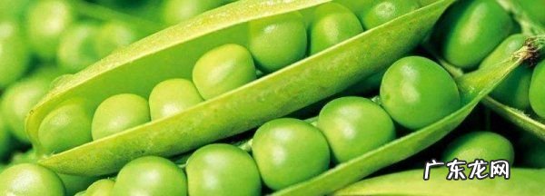 豌豆放冰箱发芽能吃,豌豆放冰箱发芽能吃怎么吃的