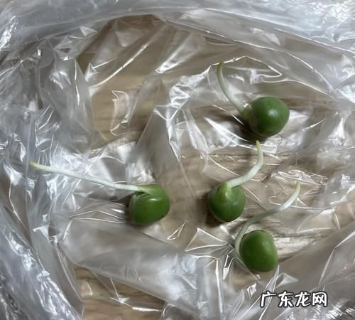 豌豆放冰箱发芽能吃,豌豆放冰箱发芽能吃怎么吃的