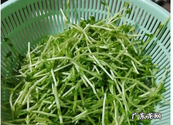 豌豆放冰箱发芽能吃,豌豆放冰箱发芽能吃怎么吃的