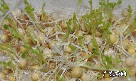 豌豆放冰箱发芽能吃,豌豆放冰箱发芽能吃怎么吃的