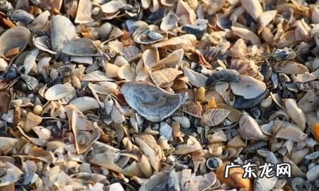 贝壳和螃蟹壳是什么垃圾,螃蟹贝壳属于什么垃圾