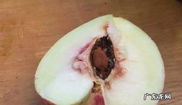 桃子核什么垃圾,桃子核属于什么垃圾