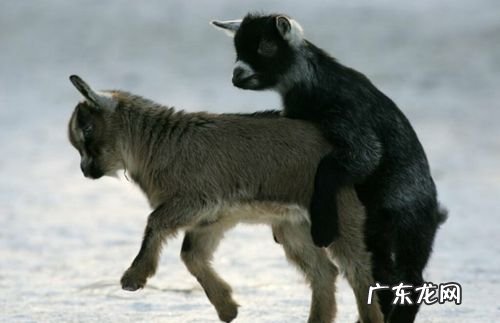 两全其美两家欢是什么动物,两全其美两家欢是什么肖