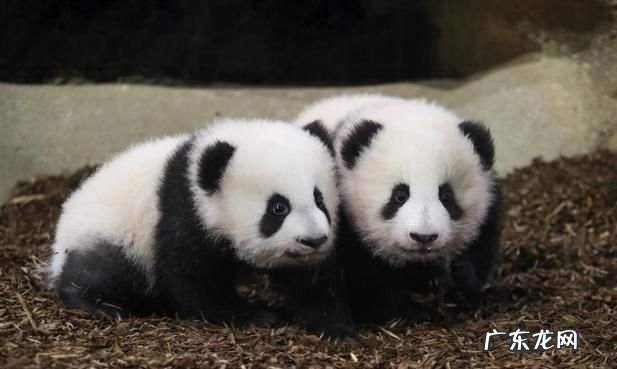 两全其美两家欢是什么动物,两全其美两家欢是什么肖