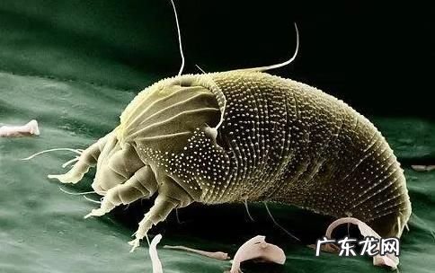 螨虫多大看得见,螨虫能看见肉眼