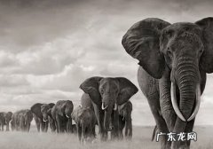 什么叫黑白摄影,黑白照片属于什么风格