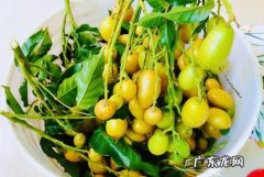 黄皮要放冰箱,黄皮能放冰箱保鲜